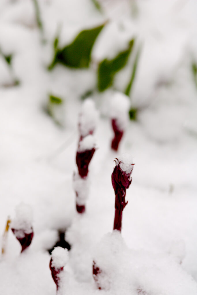 Gartenarbeit im März