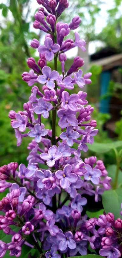 Gartenarbeit im Mai Flieder