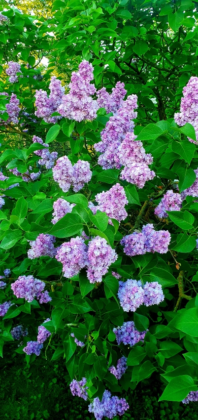 Gartenarbeit im Mai Flieder