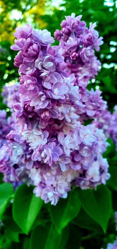 Gartenarbeit im Mai Flieder