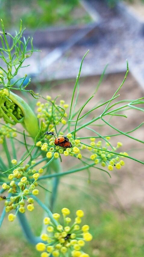 Marienkäfer beim Liebesakt.