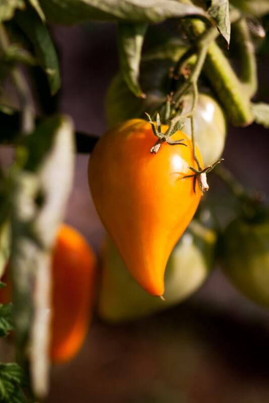 Tomaten