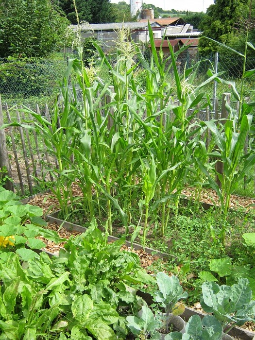 gemüsegarten