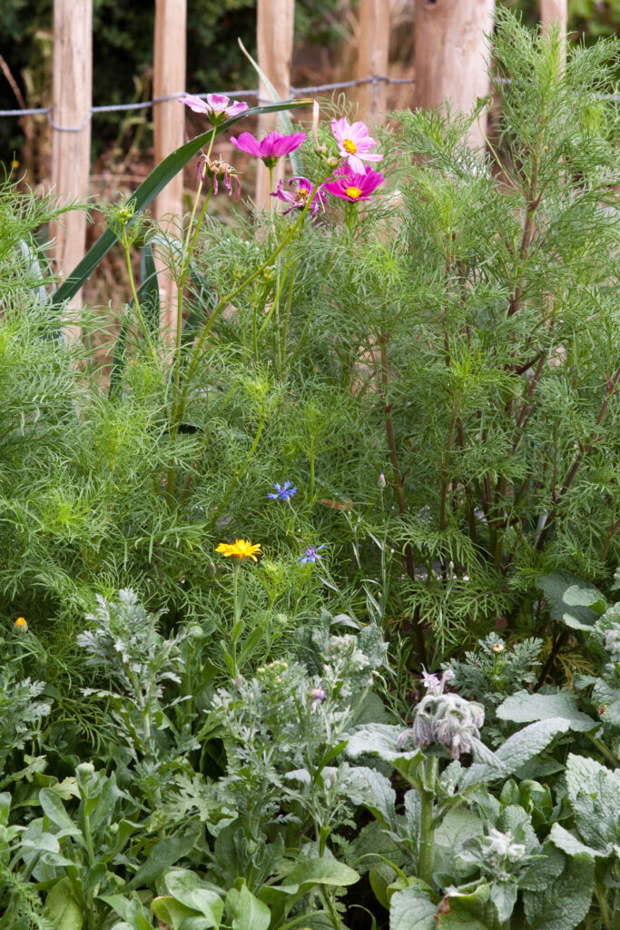 garten schrebergarten selbstversorger gemüsegarten gemüsebeet beet