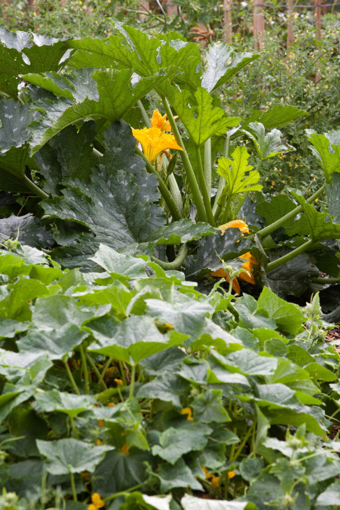 garten schrebergarten selbstversorger gemüsegarten gemüsebeet beet