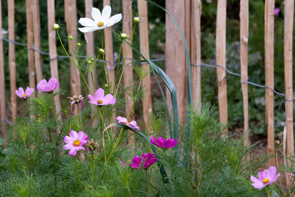 garten schrebergarten selbstversorger gemüsegarten gemüsebeet beet