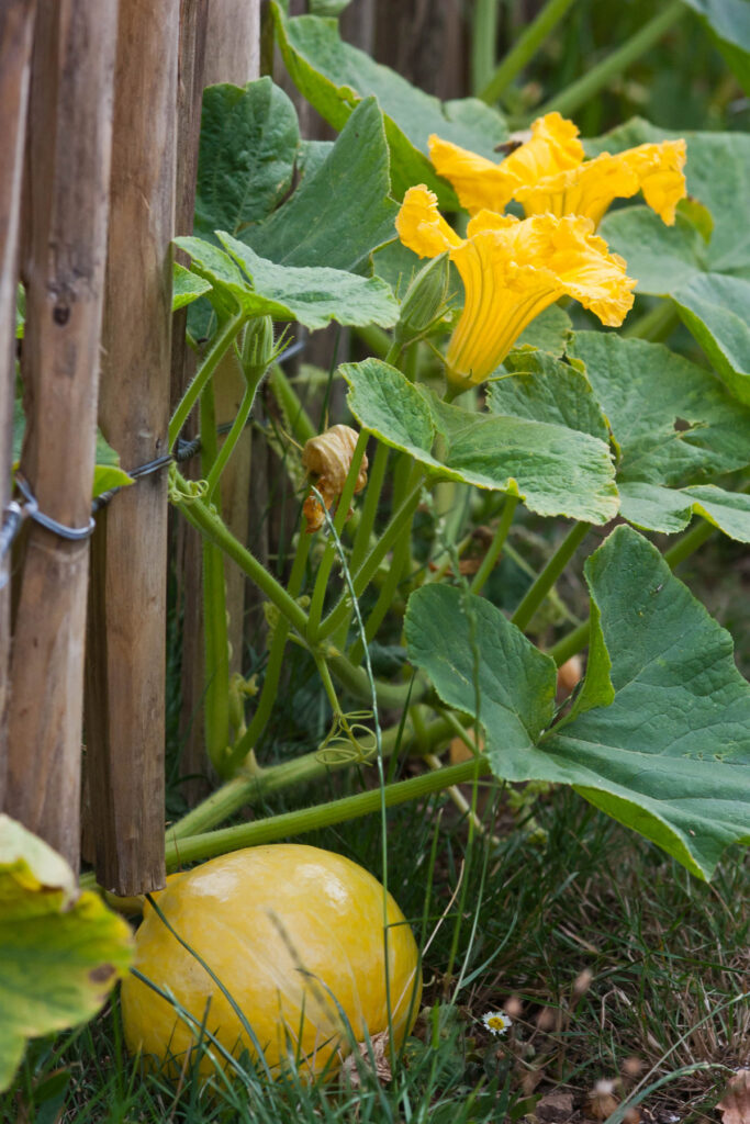 garten schrebergarten selbstversorger gemüsegarten gemüsebeet beet