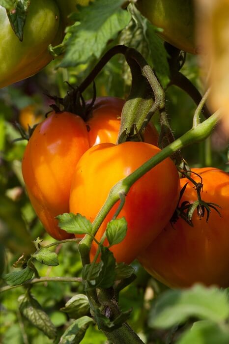 Tomaten