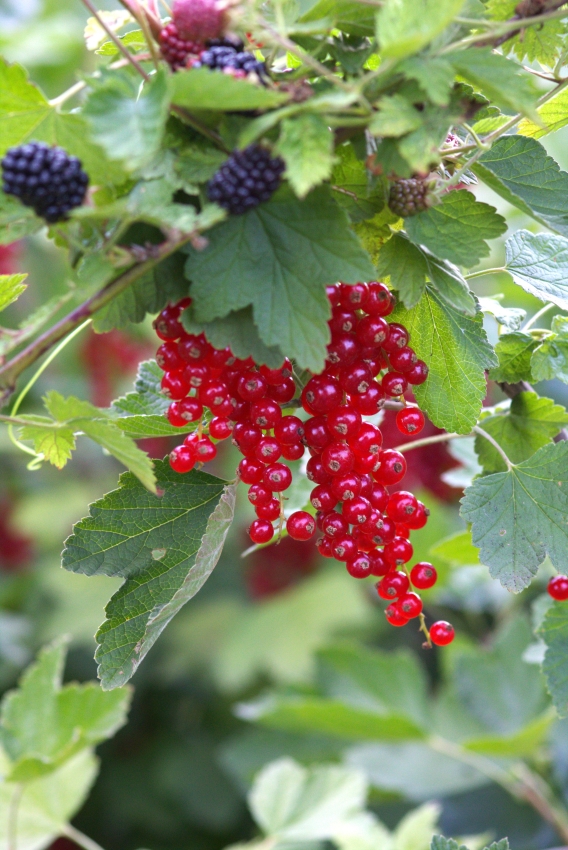 Gartenarbeit im Juli
