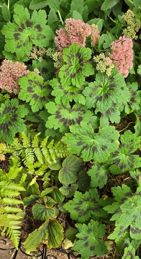 Wuchernde Stauden: Brauner Storschnabel gehört nicht hierzu.
