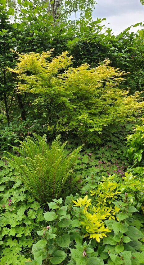 Wuchernde Farne und Ziergräser