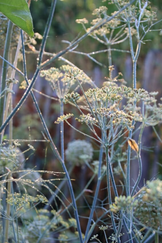 Fenchel