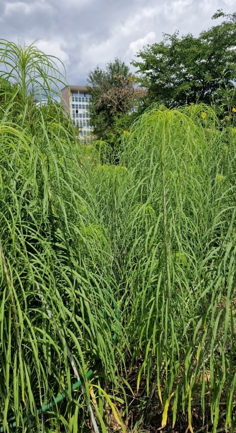 Helianthus salicifolius