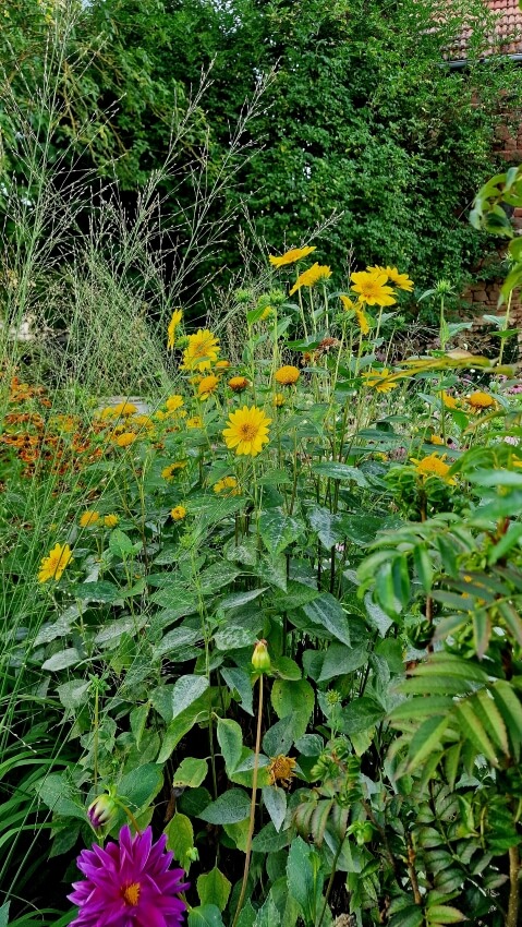 Helianthus decapetalus 'Meteor' gehören nicht zu den wuchernden Stauden.