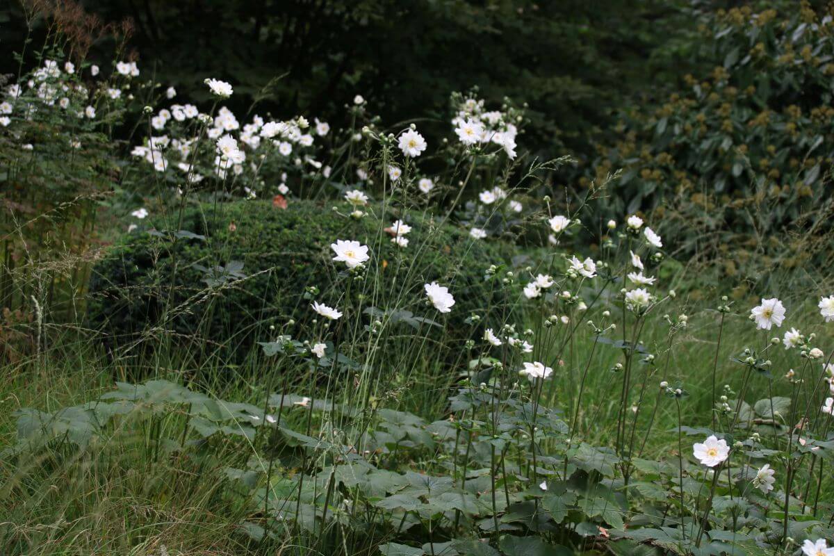 Die Herbst-Anemone 'Whirlwind' gehört nicht zu den wuchernden Stauden.
