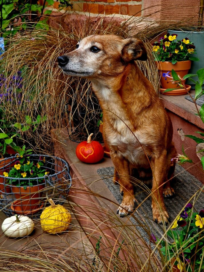 Dackel mit Herbstdeko