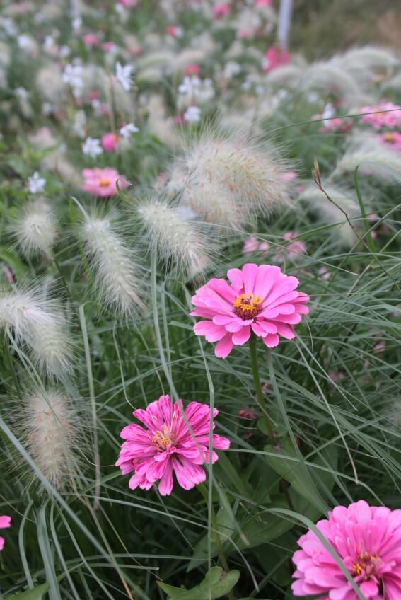 Lampenputzergras mit Zinnien