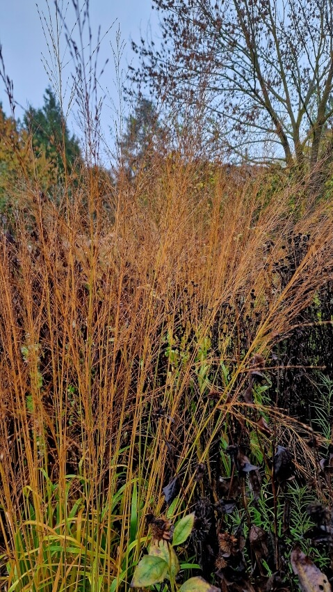 Wuchernde Farne und Ziergräser