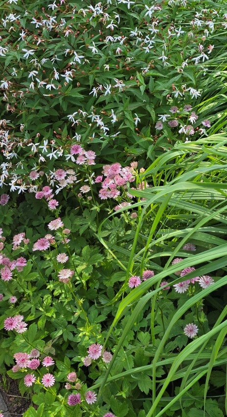 Wuchernde Farne und Ziergräser