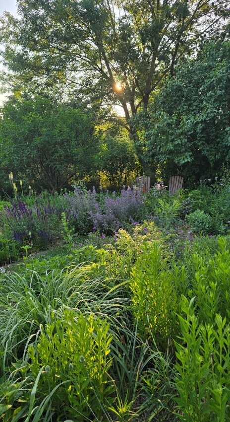 Wuchernde Farne und Ziergräser