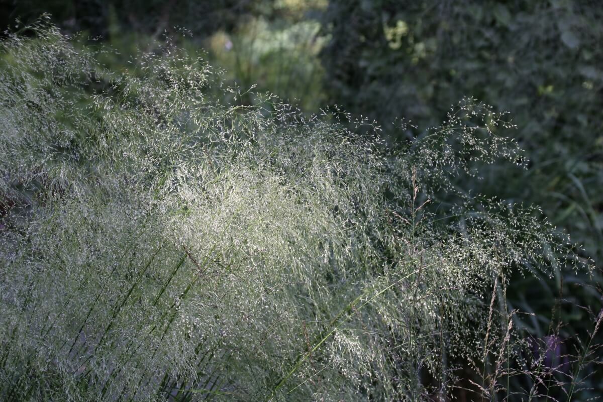 Wuchernde Farne und Ziergräser: Sporobolus-Gras.