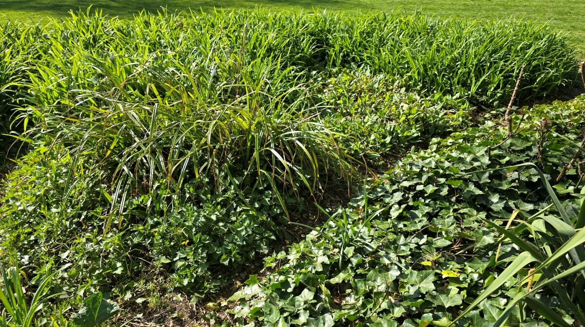 Wuchernde Farne und Ziergräser