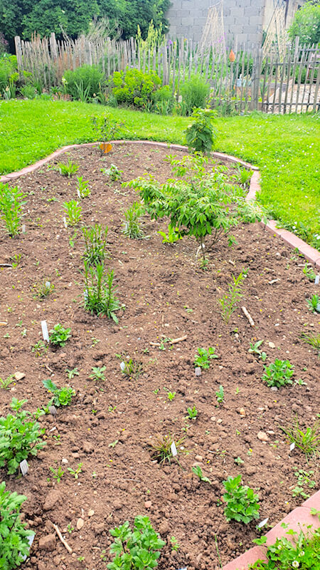 Baustelle idealer Pflanzabstand