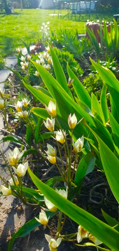 Frühblüher im Garten