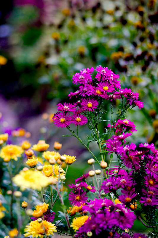 Einen bunten Garten im Herbst