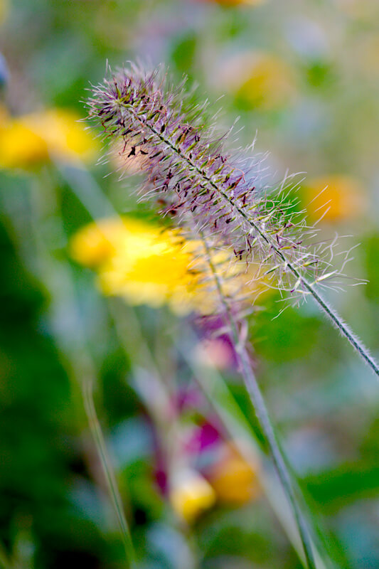Einen bunten Garten im Herbst