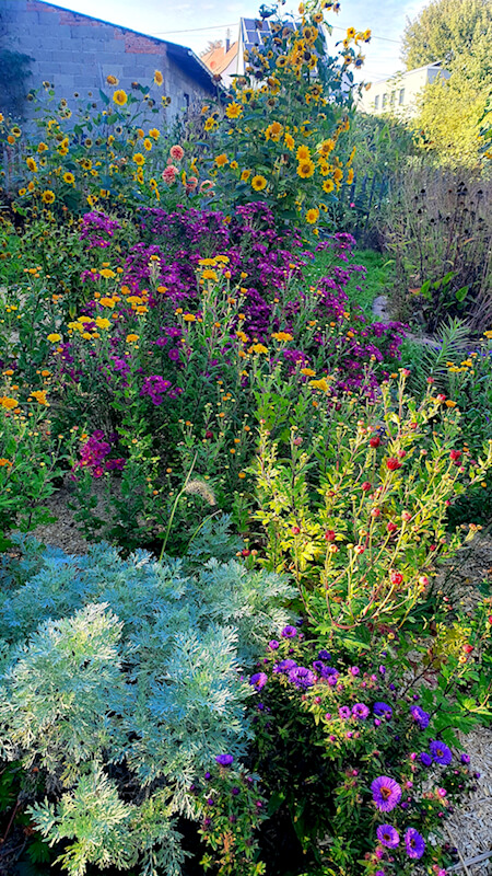 Einen bunten Garten im Herbst; idealer Pflanzabstand