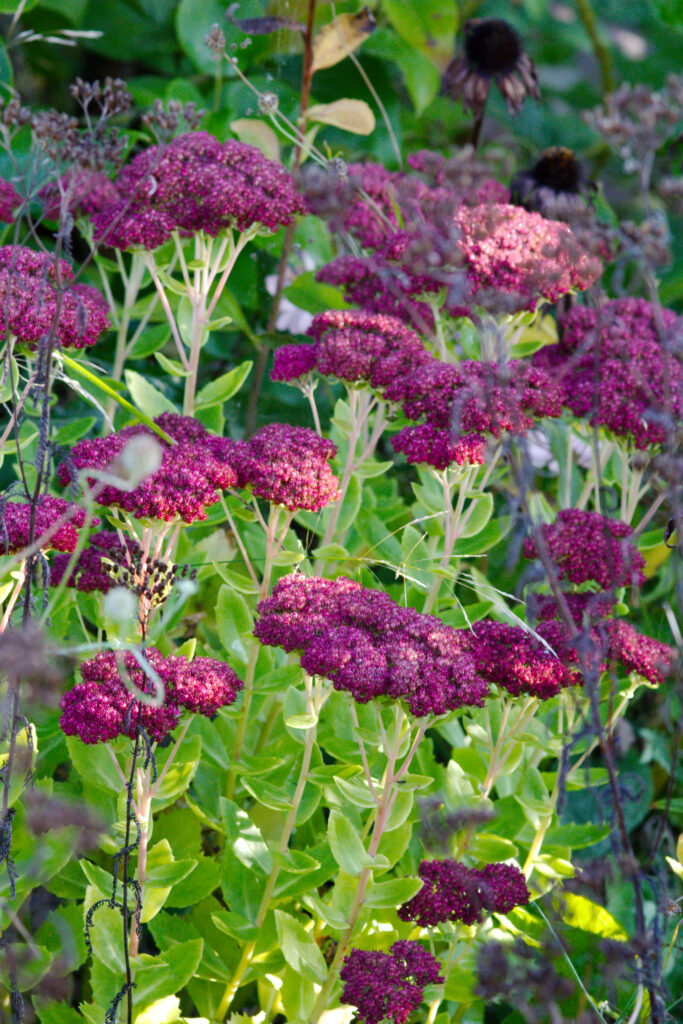 Einen bunten Garten im Herbst