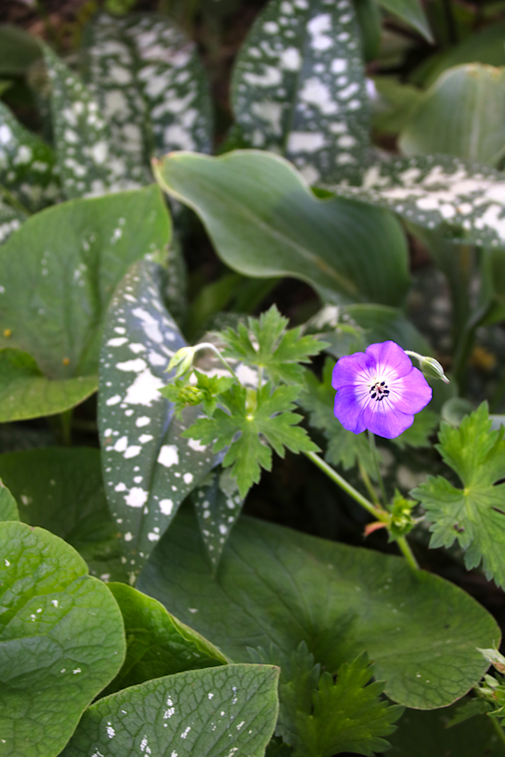 Immergrüne Pflanzen: das Lungenkraut. 