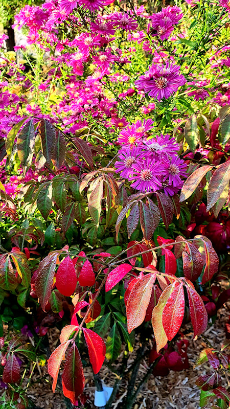 Einen bunten Garten im Herbst