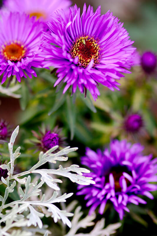Einen bunten Garten im Herbst