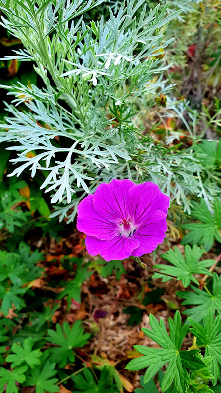 Einen bunten Garten im Herbst