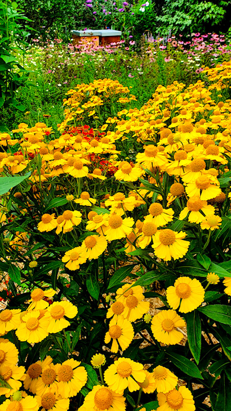 Einen bunten Garten im Herbst