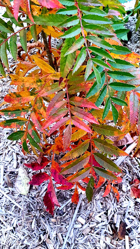 Einen bunten Garten im Herbst