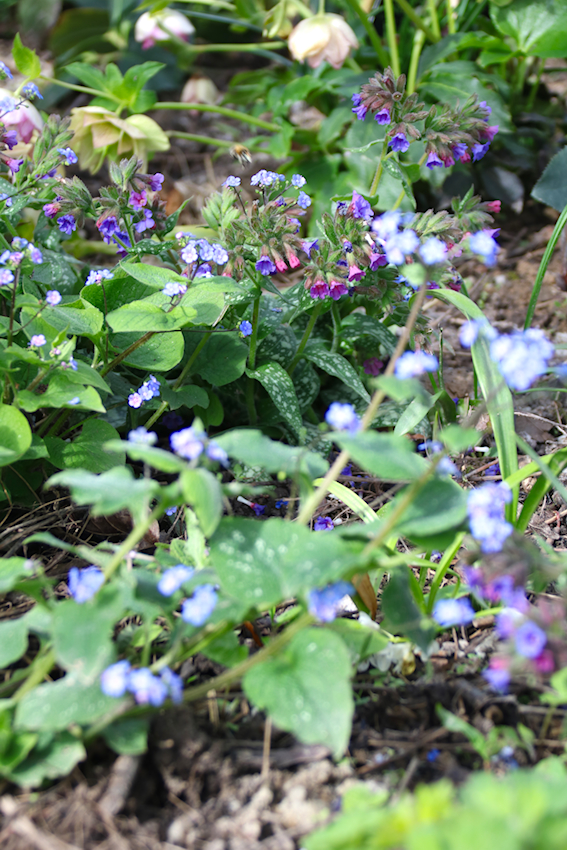 Immergrüne Pflanzen: das Lungenkraut. 