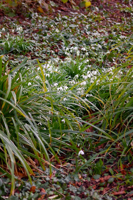 Frühblüher im Garten
