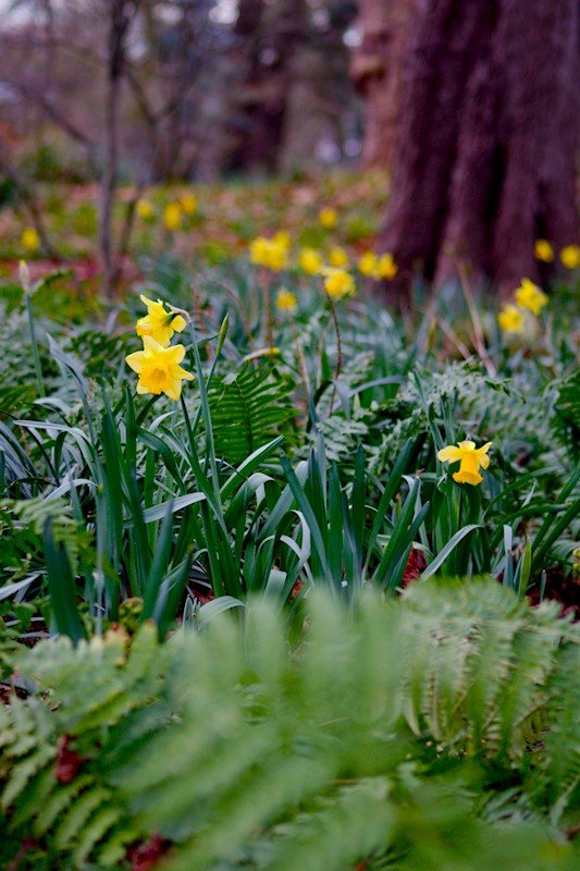 Frühblüher im Garten