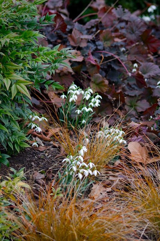 Frühblüher im Garten