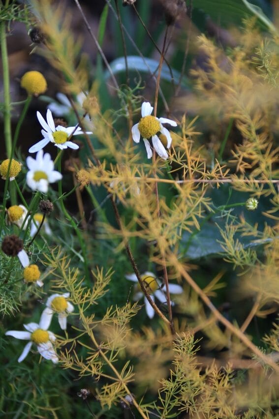 Gartenarbeit im Oktober