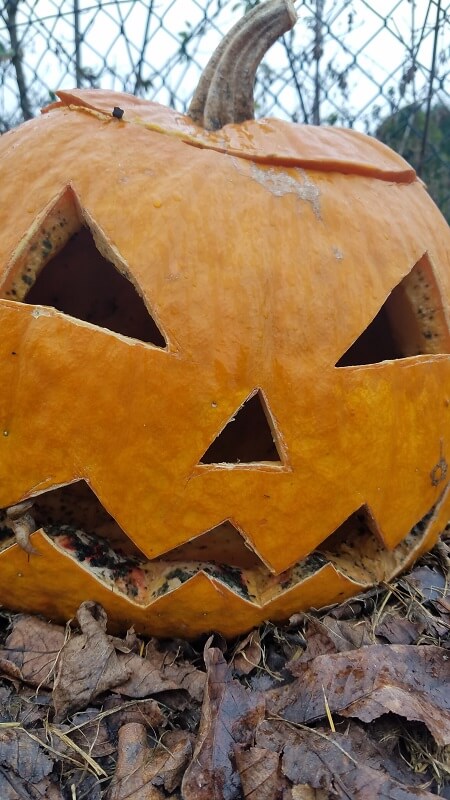 Gartenarbeit im November