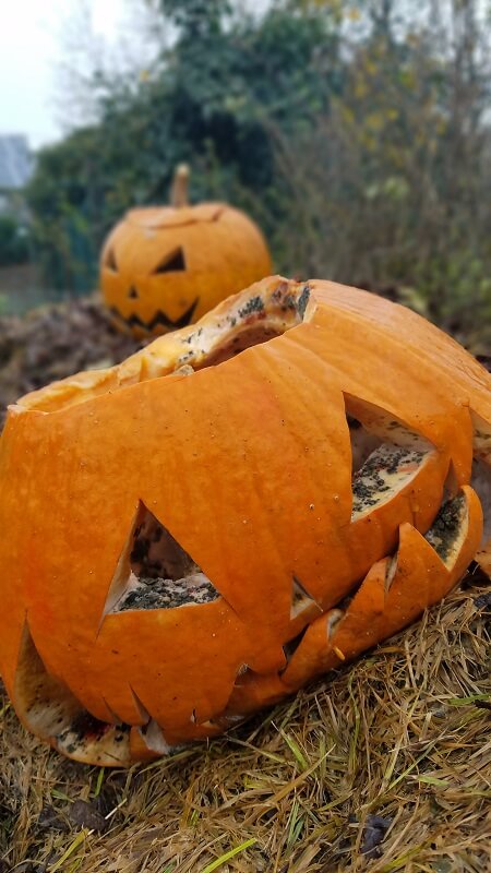 Gartenarbeit im November