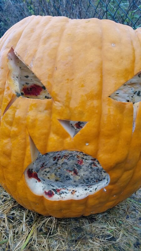 Gartenarbeit im November