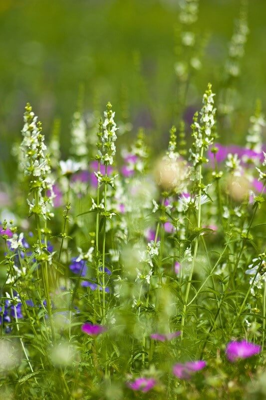 geheimen Garten und Pflanzpläne