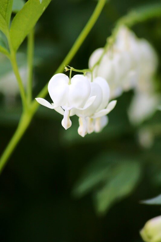 geheimen Garten Staudenbeet anlegen