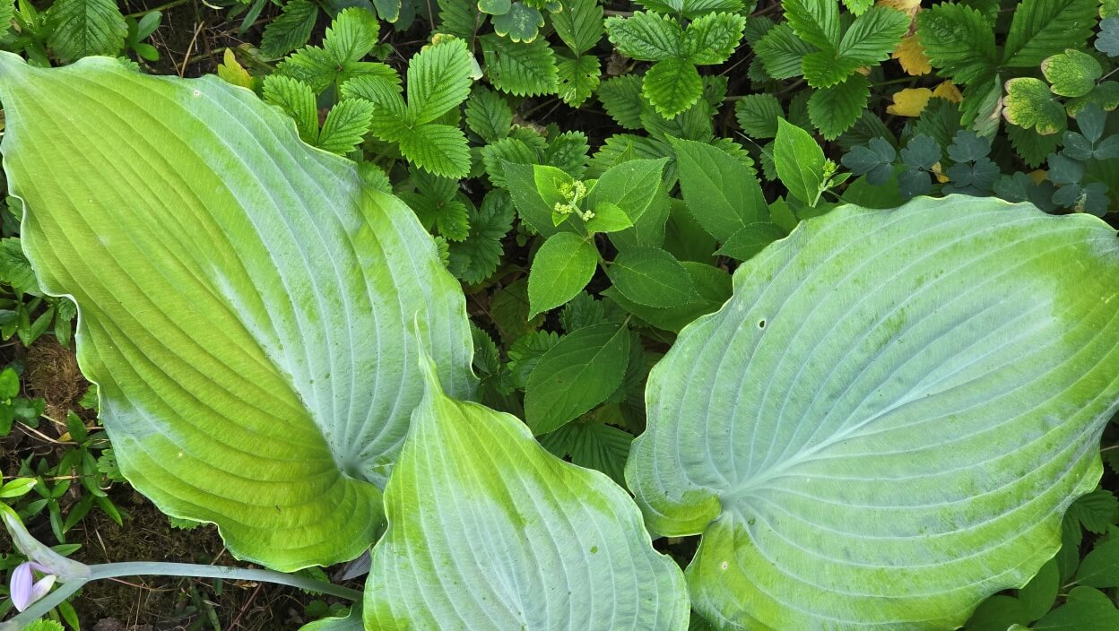 Schattenbeet gestalten: Funkie