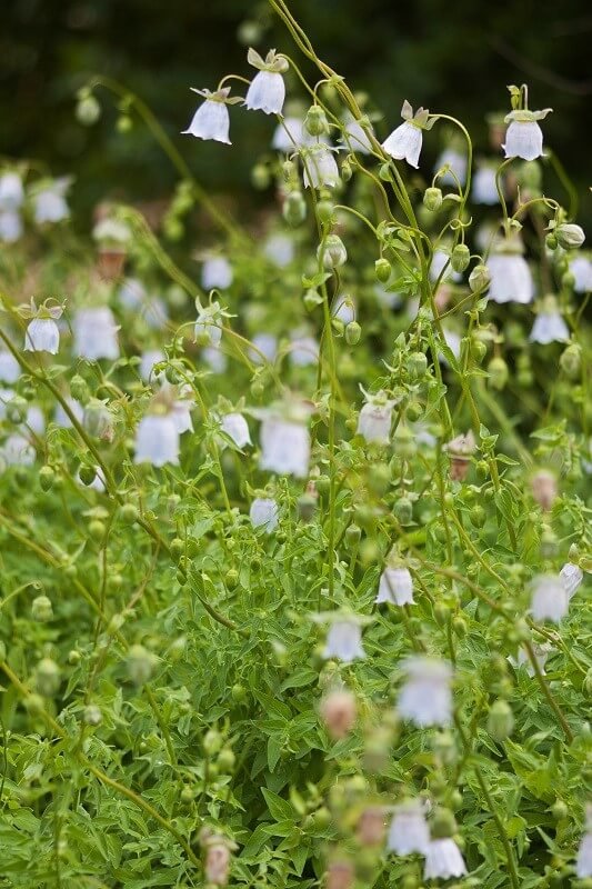 geheimen Garten staudenbeet anlegen